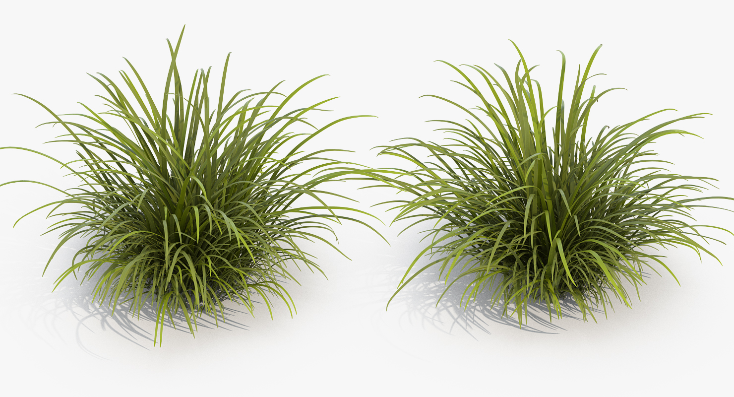 3D model Wild Tall Grass