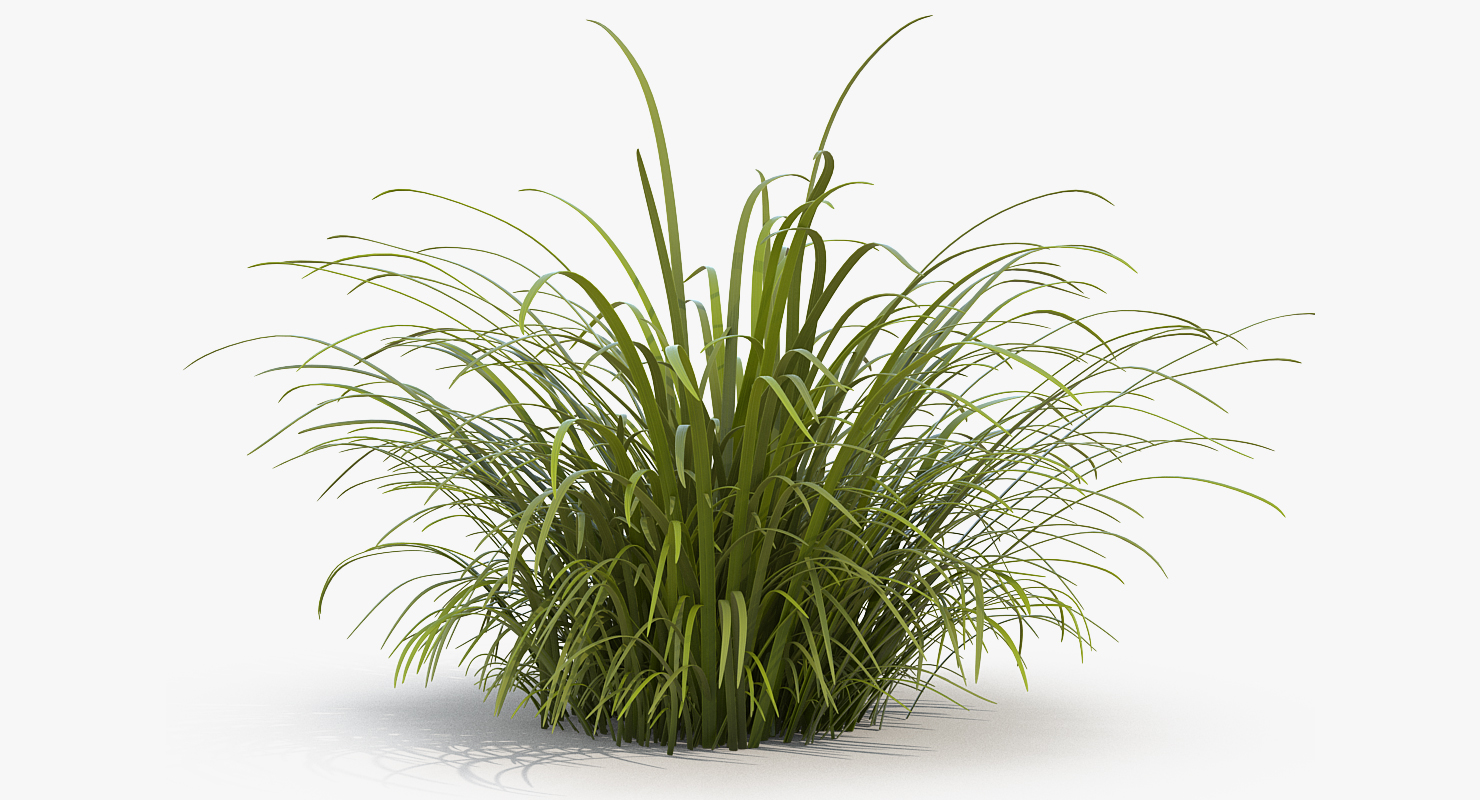 3D model Wild Tall Grass