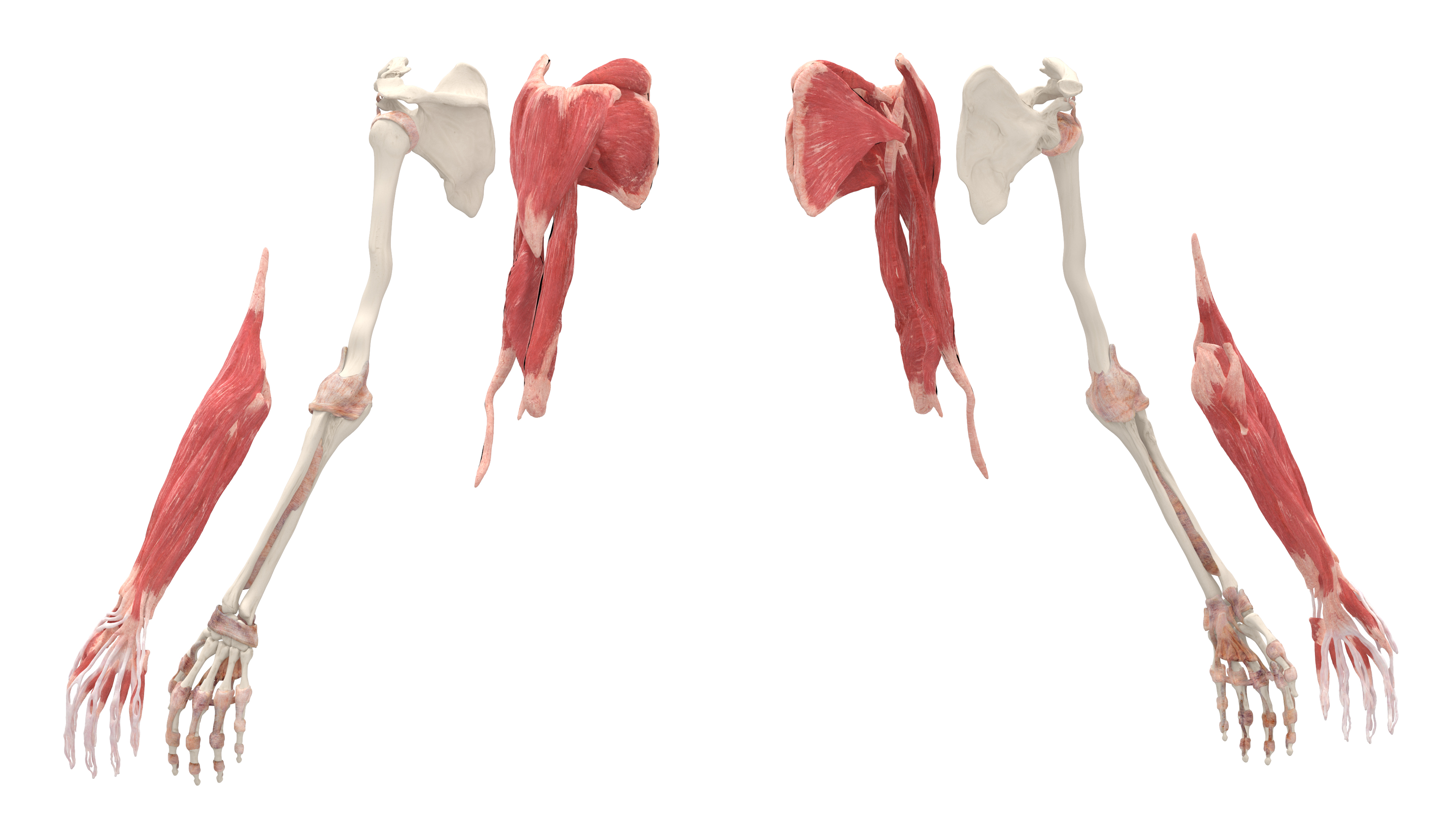 3D Arm Realistic Anatomy Female model