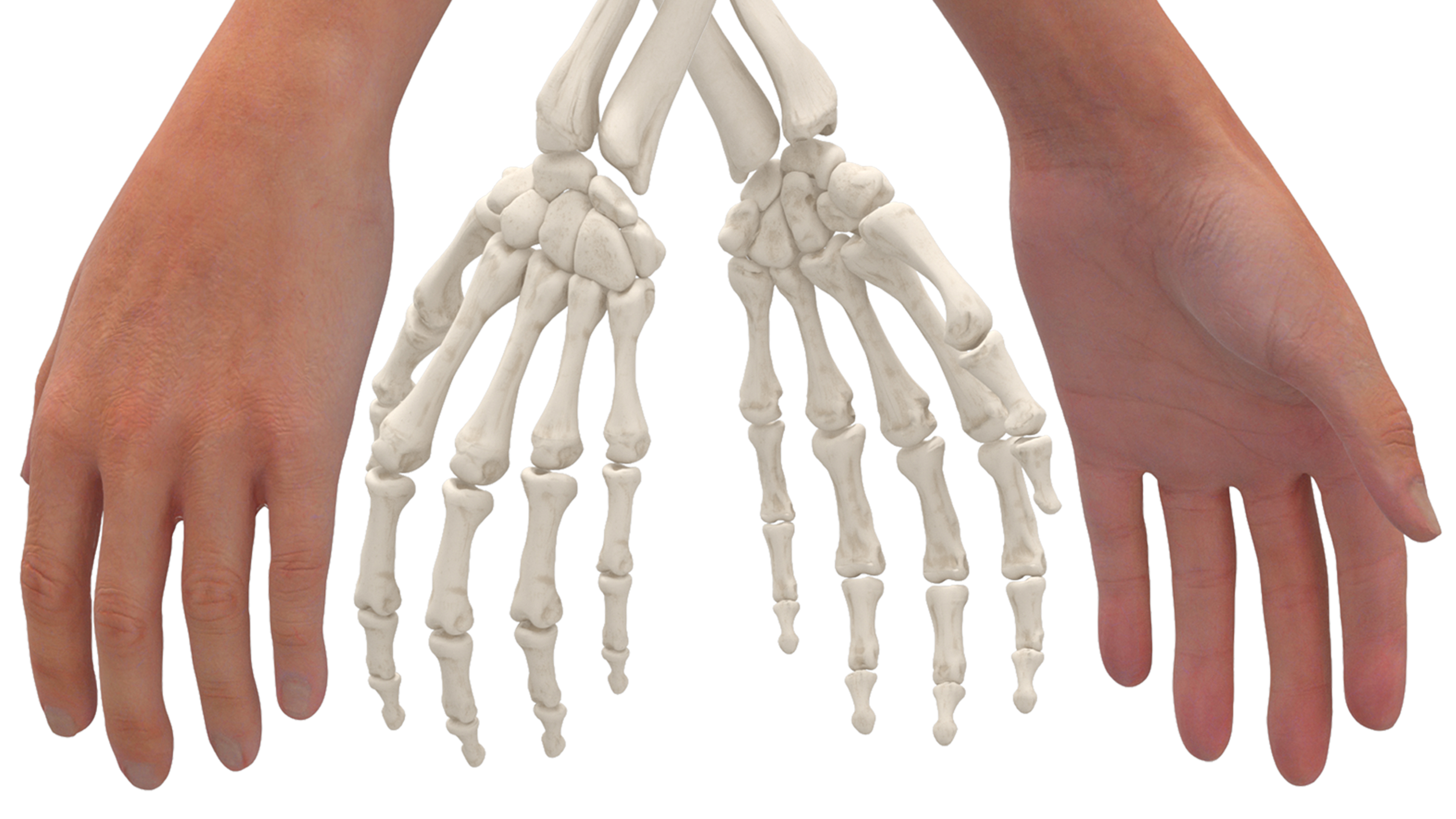 3D Arm Realistic Anatomy Female model