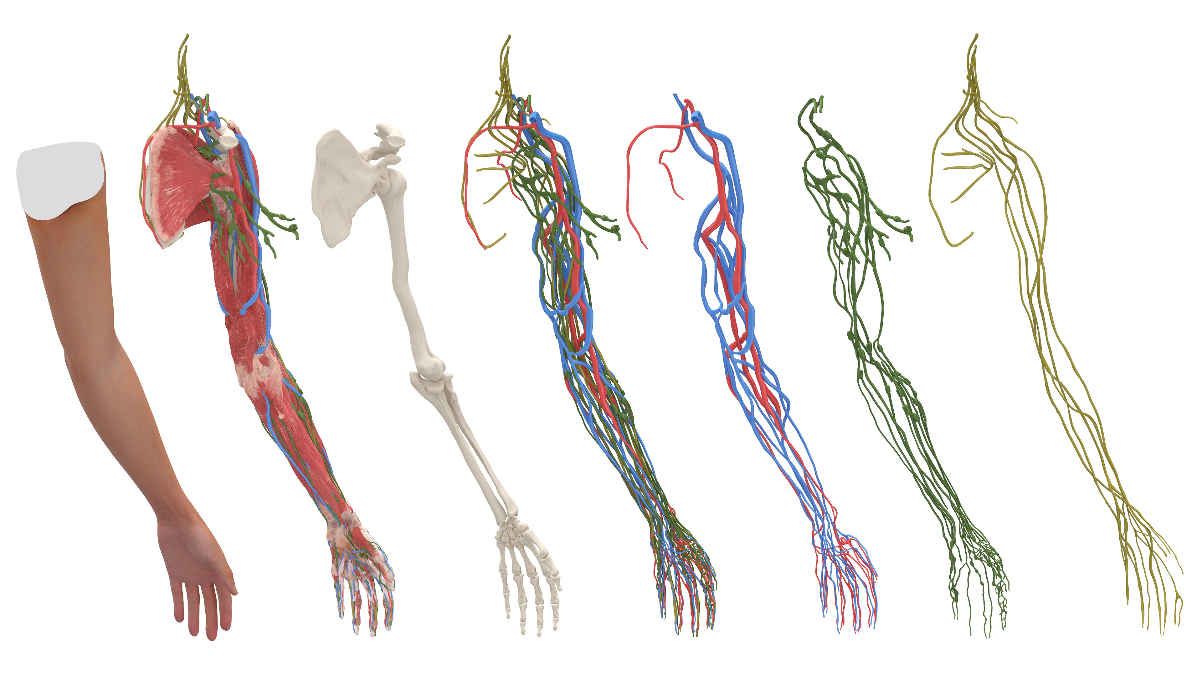3D Arm Realistic Anatomy Female model