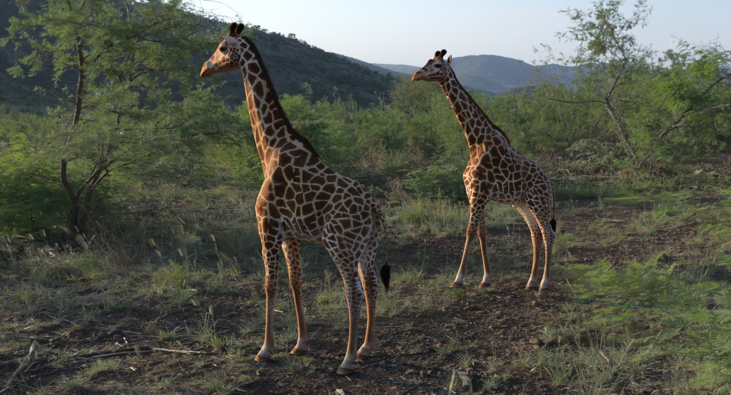3D African Giraffe Fur Rigged