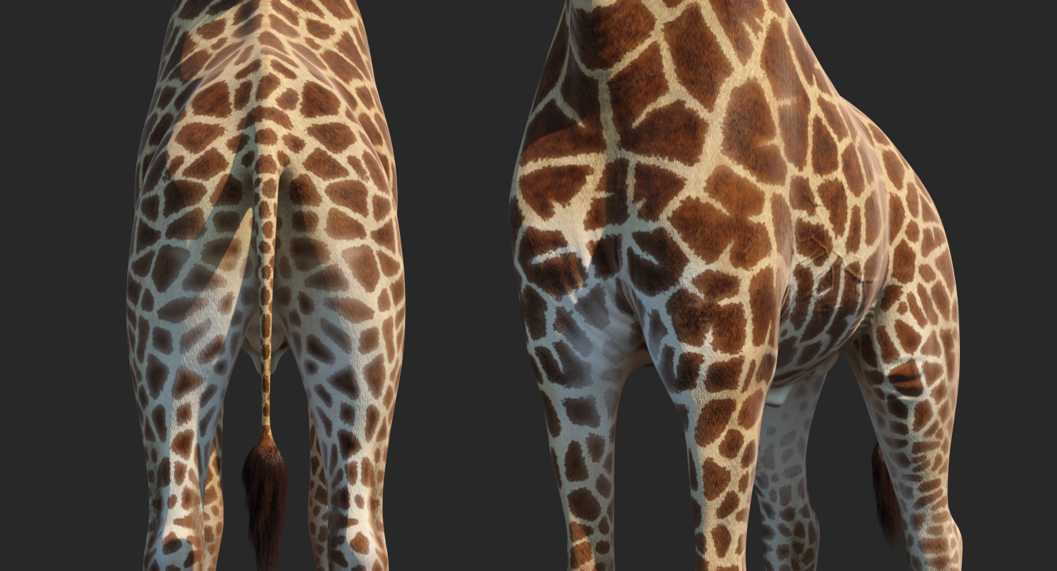 3D African Giraffe Fur Rigged