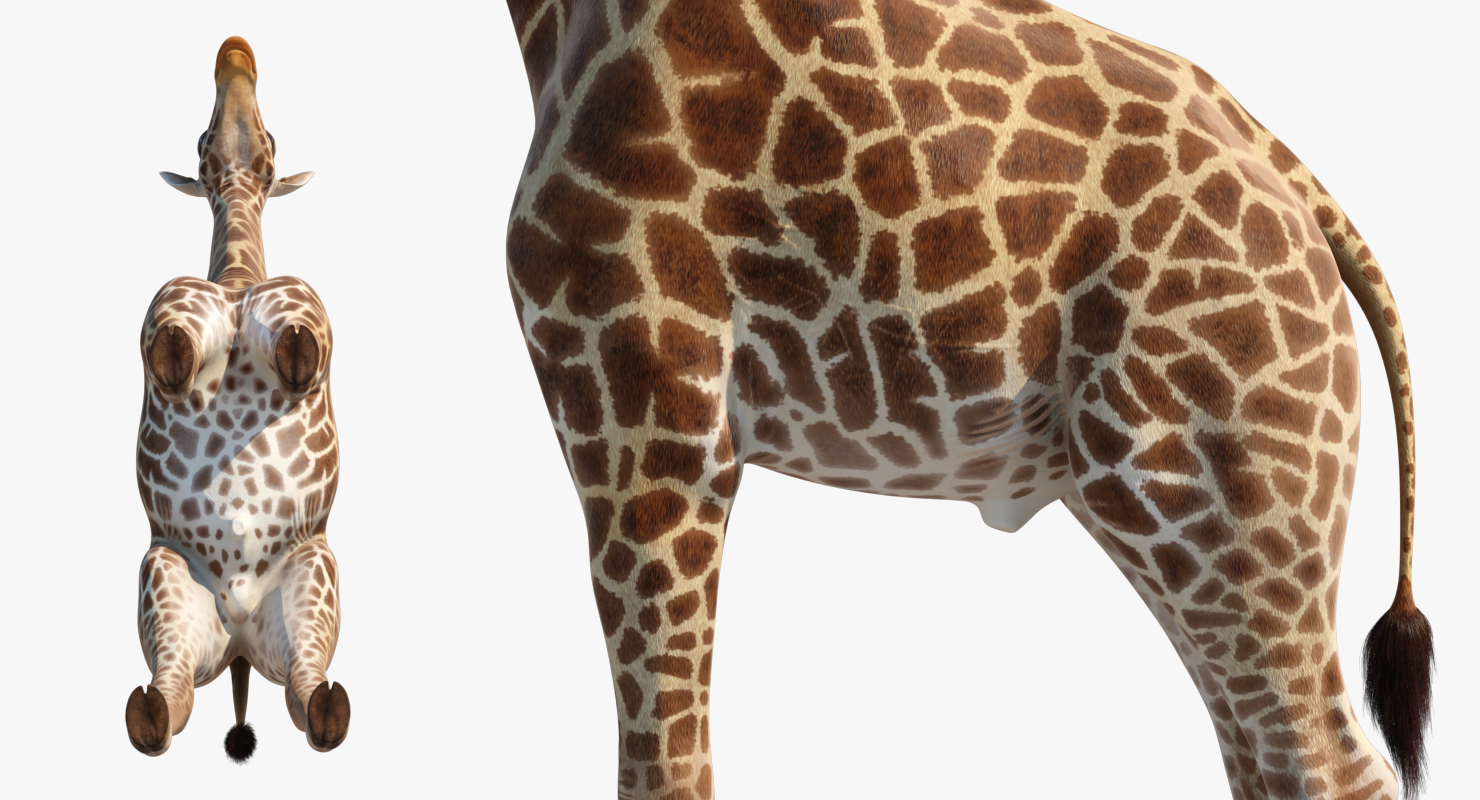 3D African Giraffe Fur Rigged