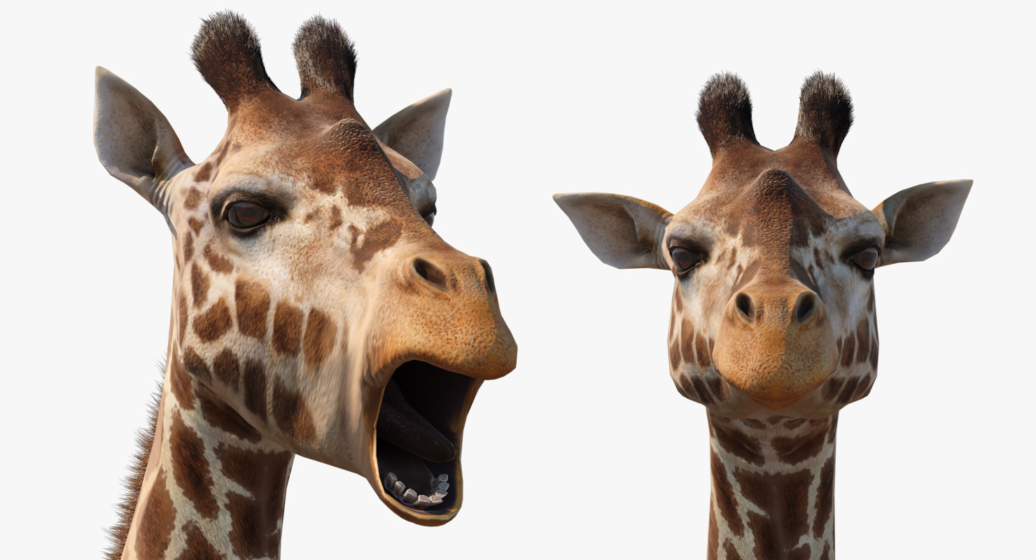 3D African Giraffe Fur Rigged