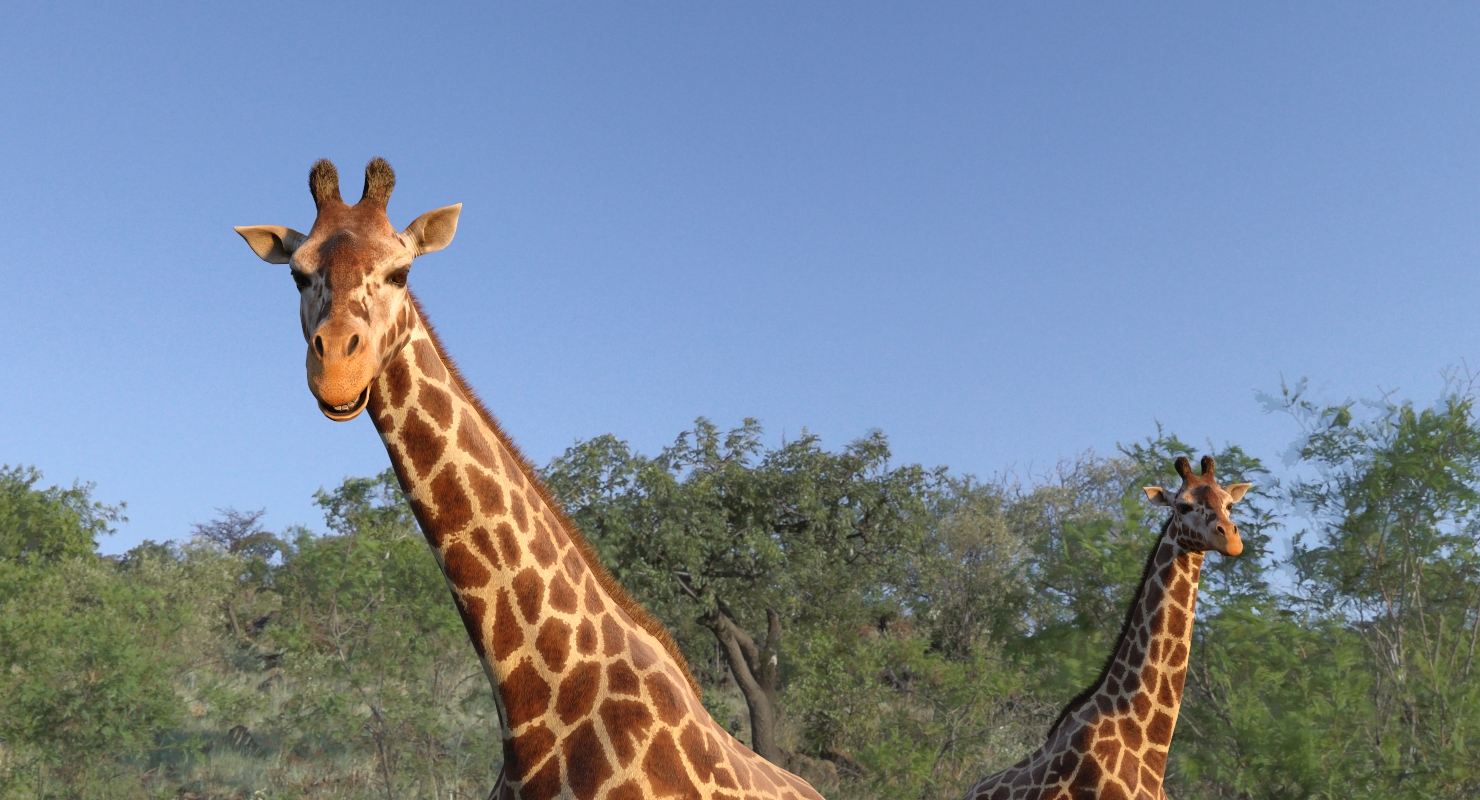 3D African Giraffe Fur Rigged