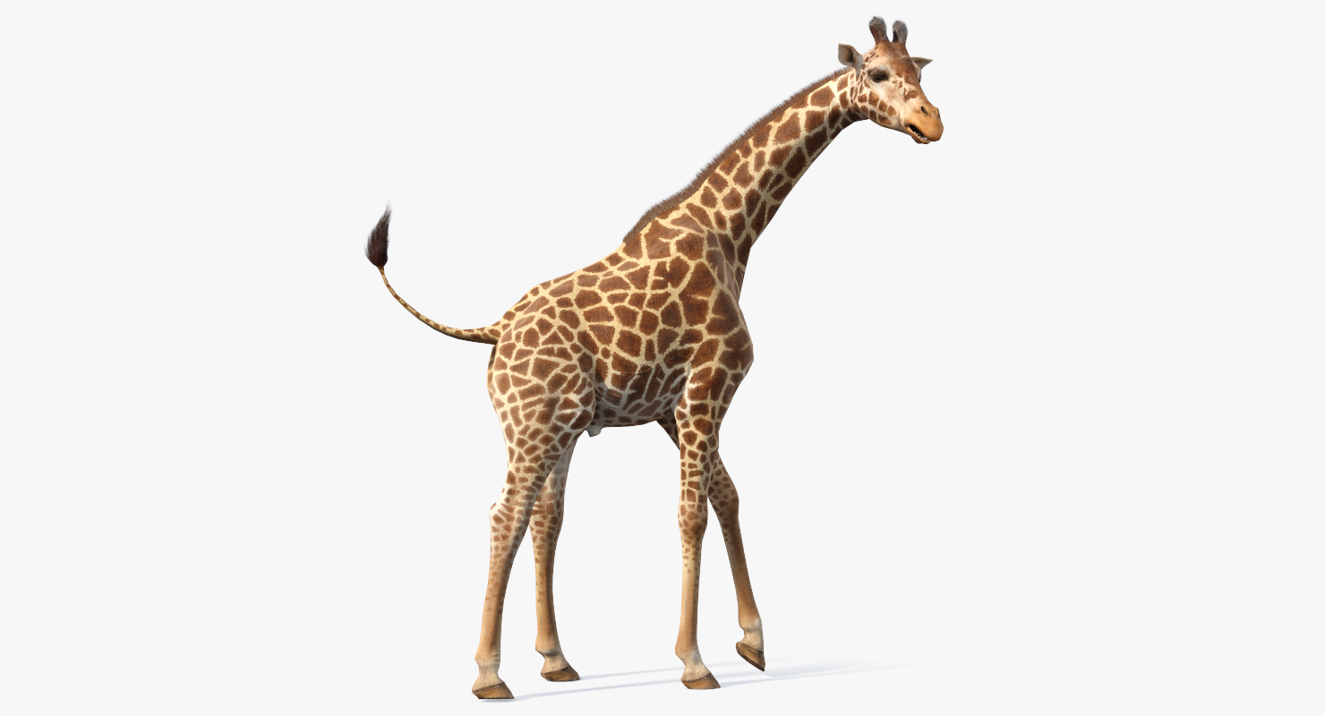 3D African Giraffe Fur Rigged