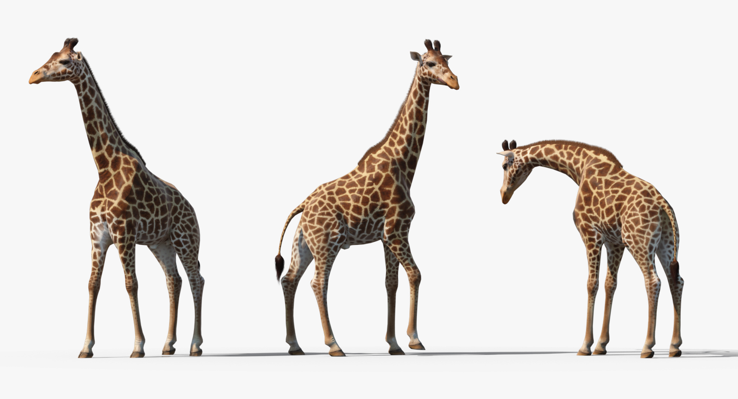 3D African Giraffe Fur Rigged