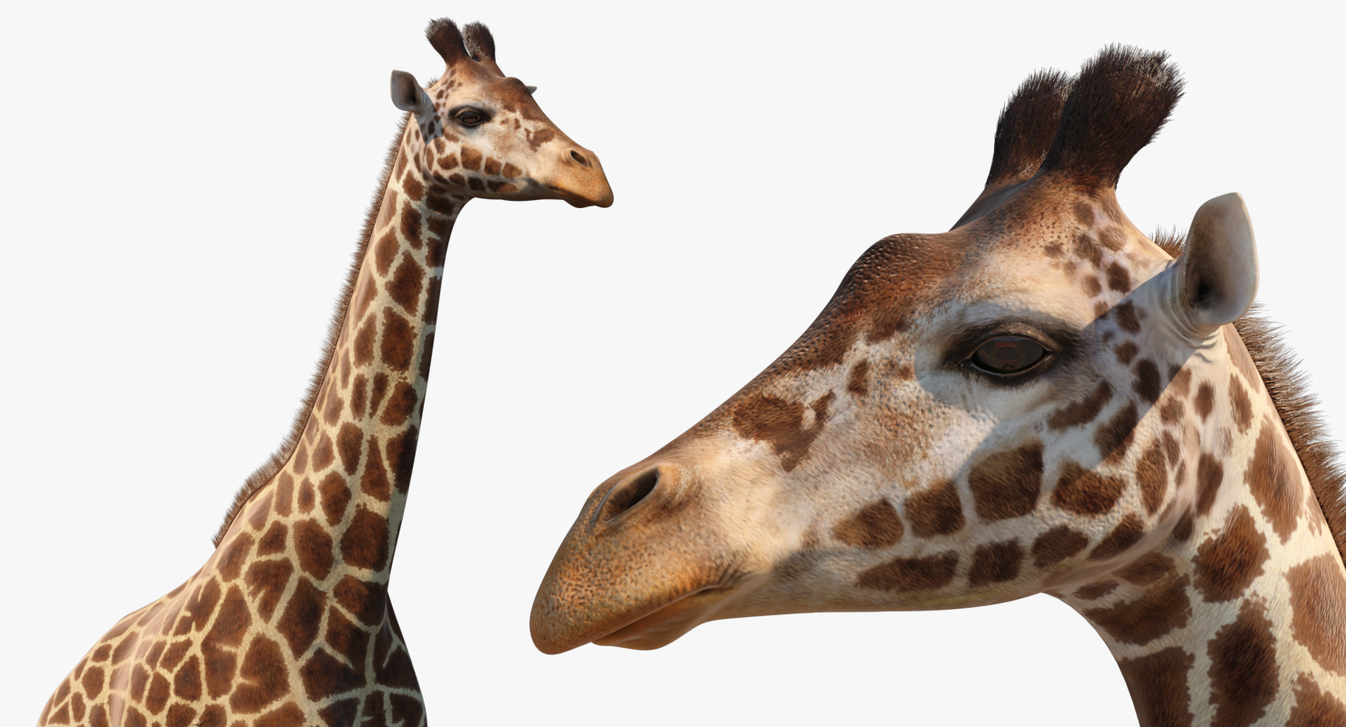 3D African Giraffe Fur Rigged