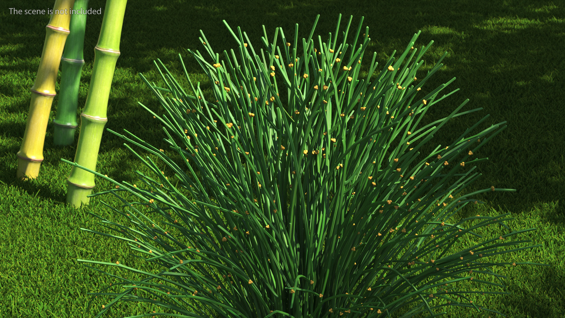 3D model Whisk Fern