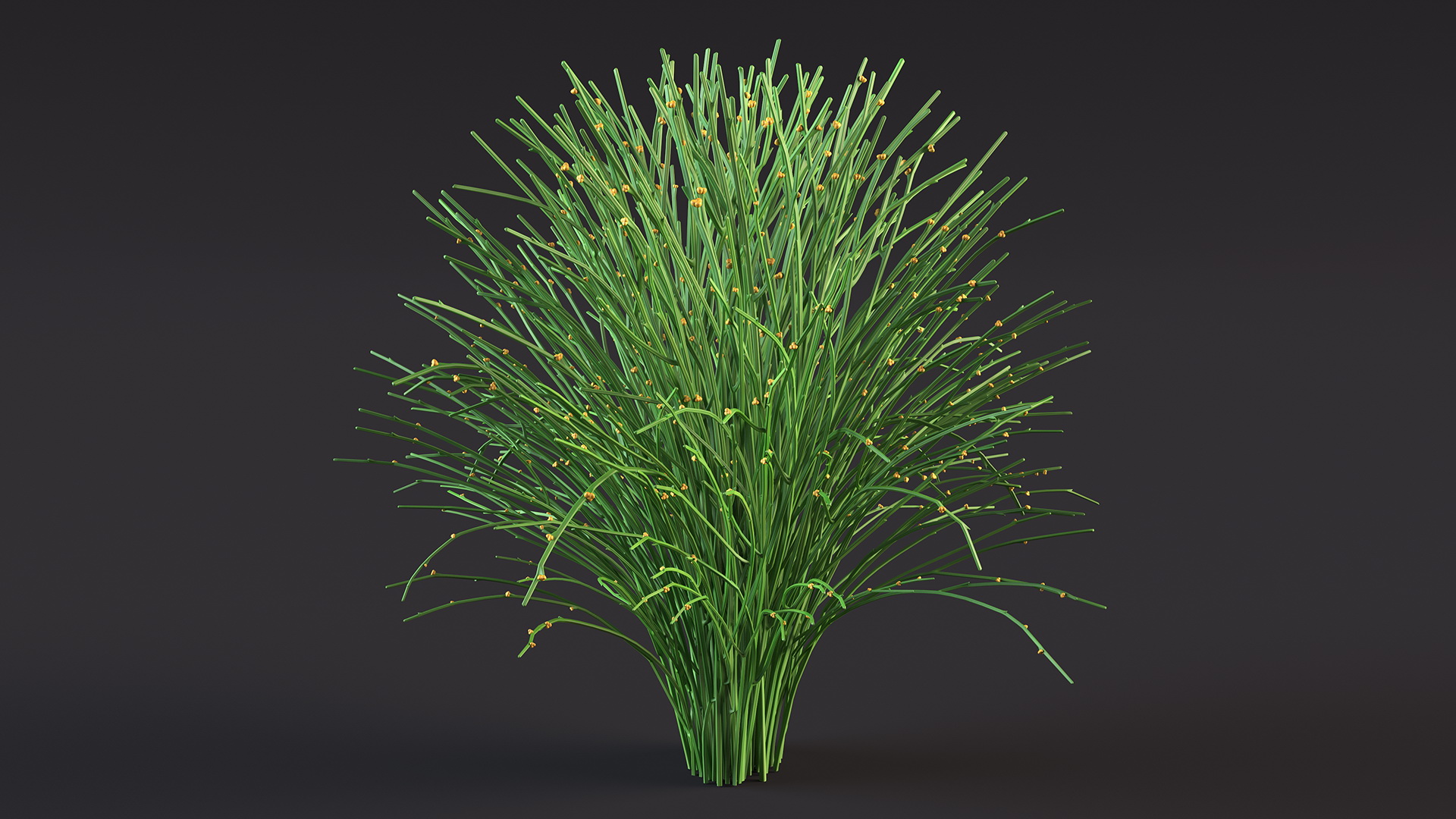 3D model Whisk Fern