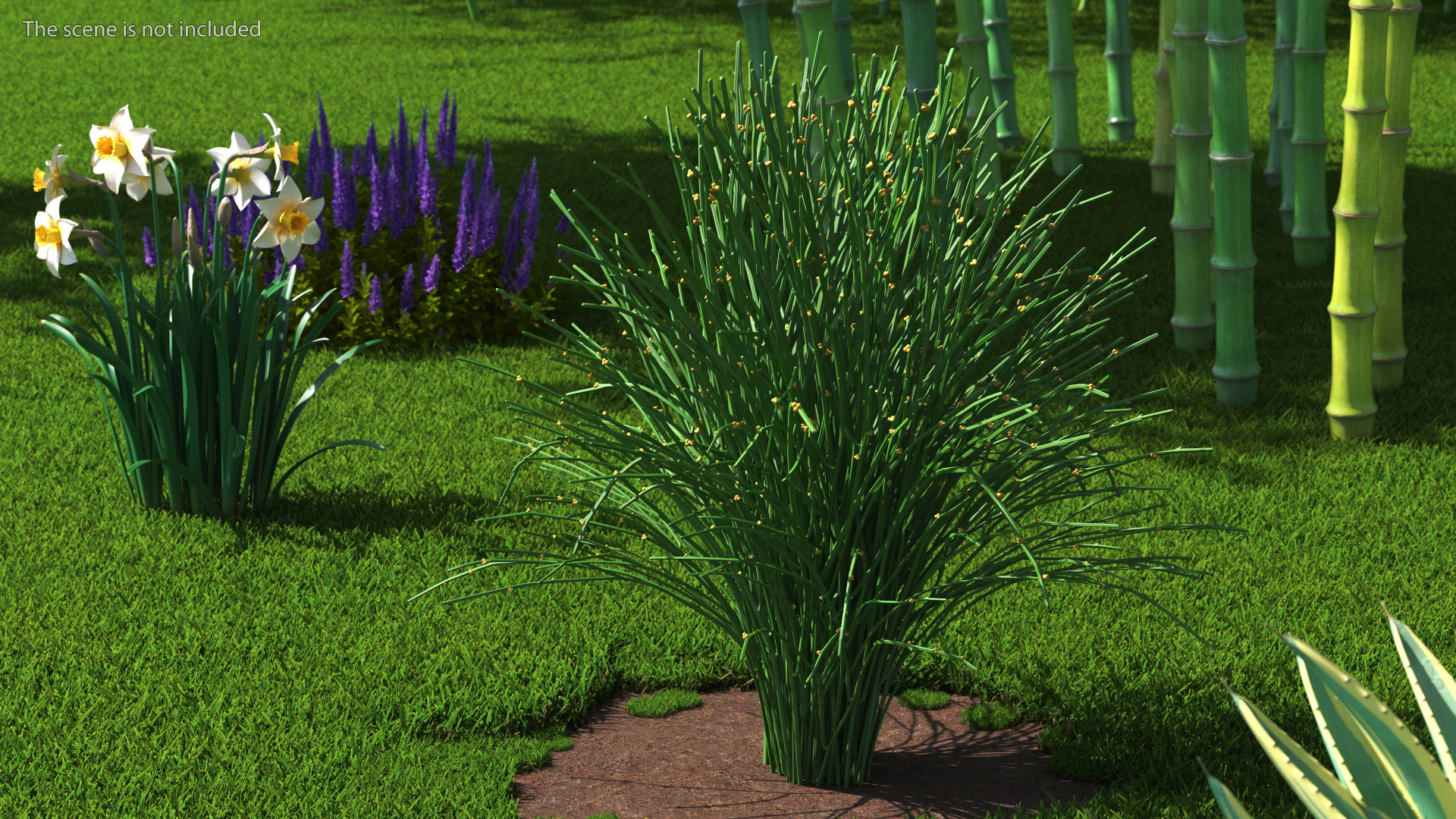 3D model Whisk Fern