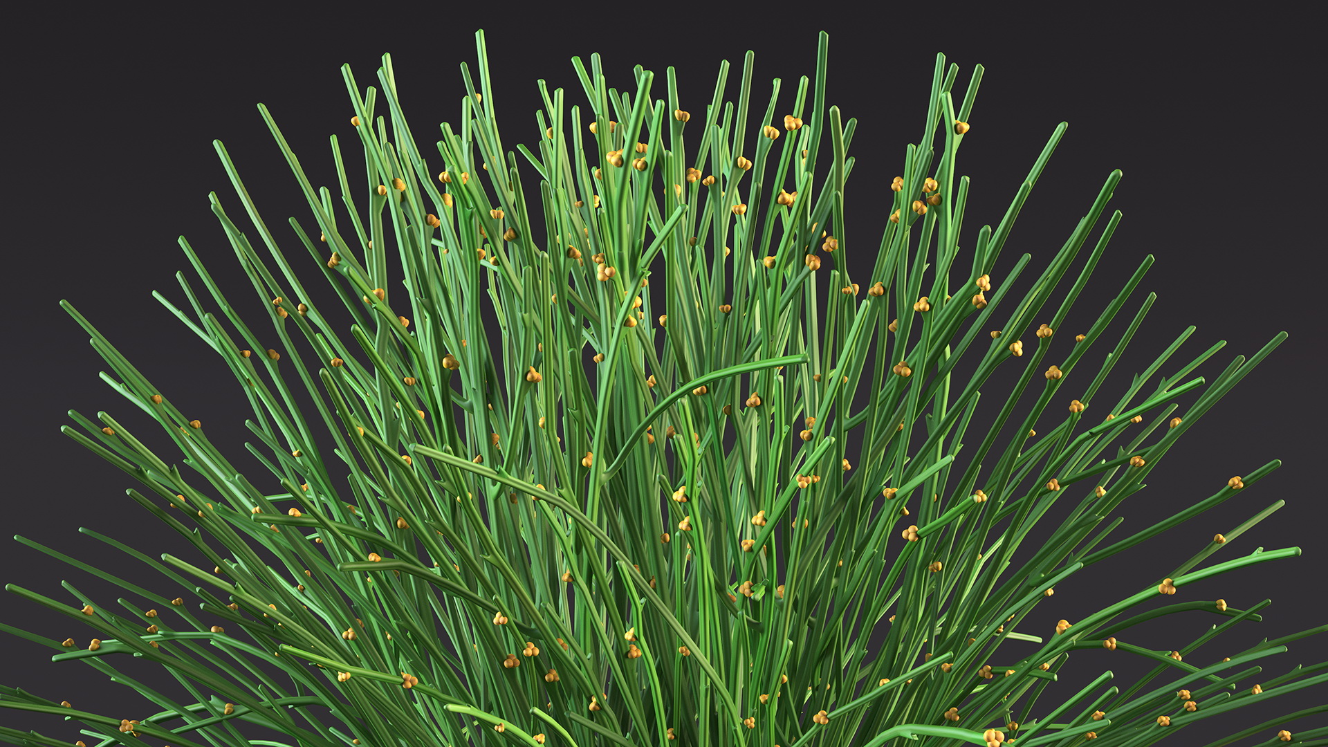 3D model Whisk Fern