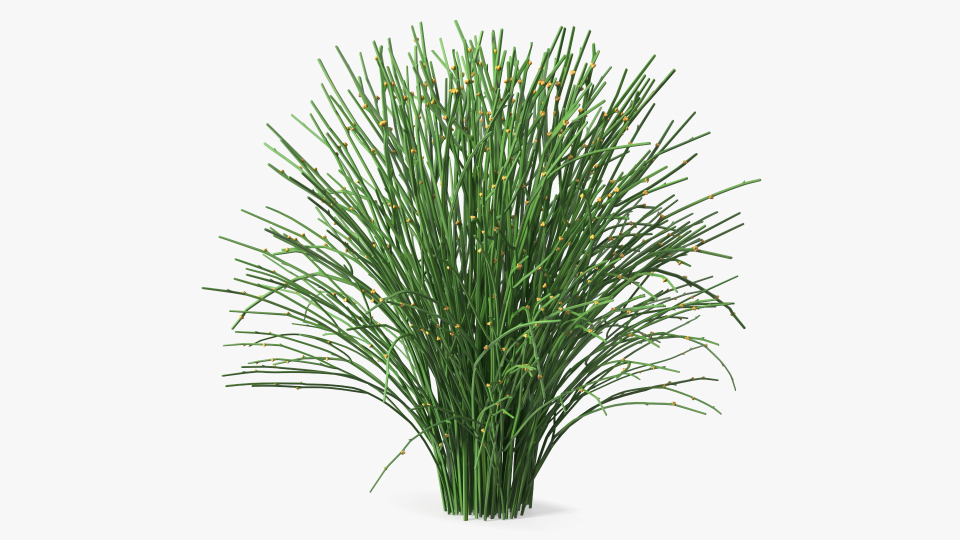 3D model Whisk Fern