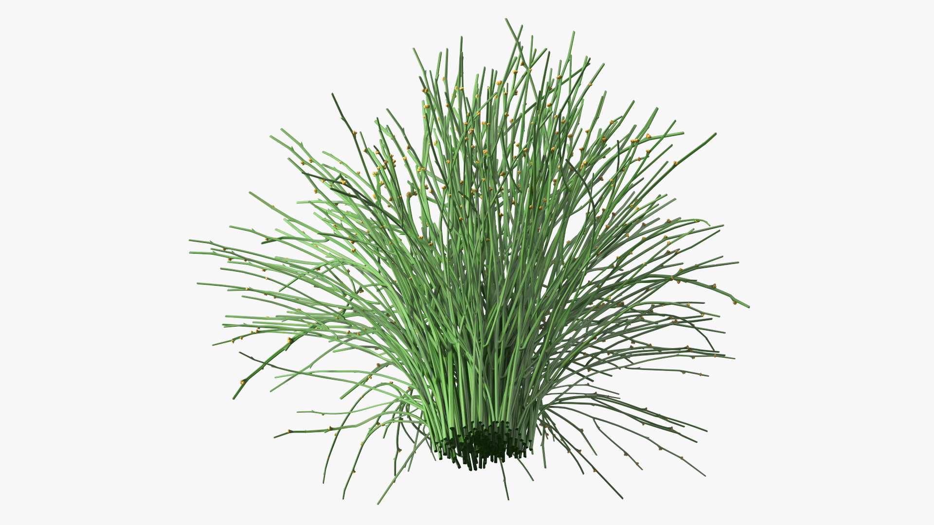 3D model Whisk Fern
