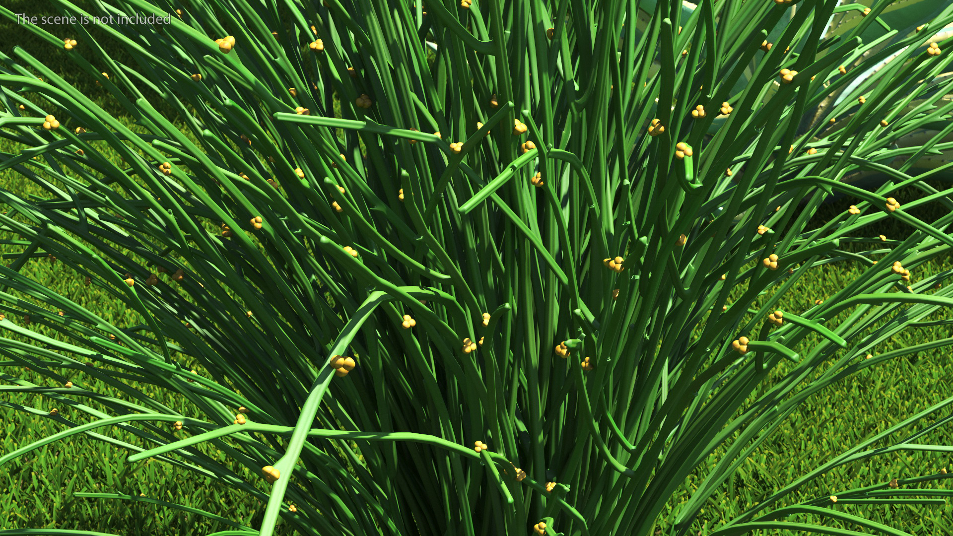 3D model Whisk Fern