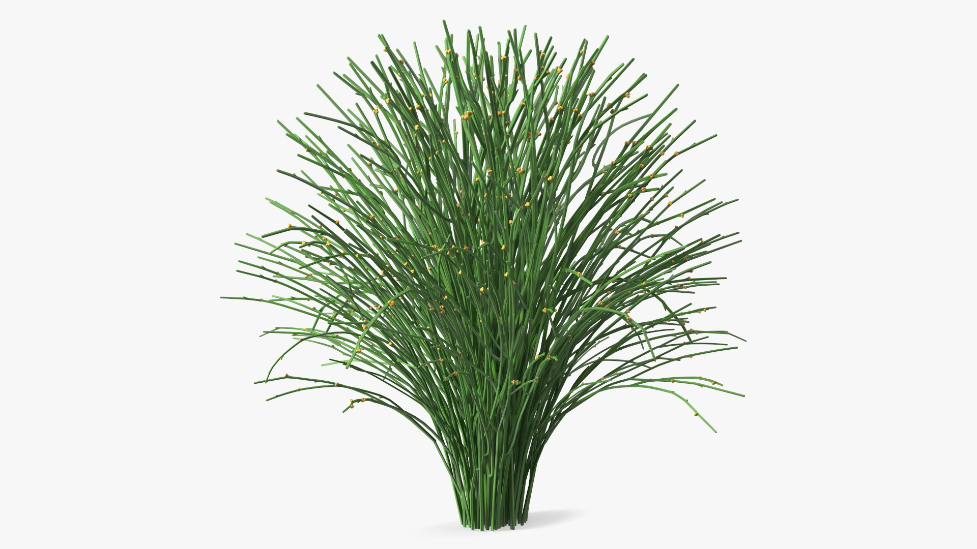 3D model Whisk Fern
