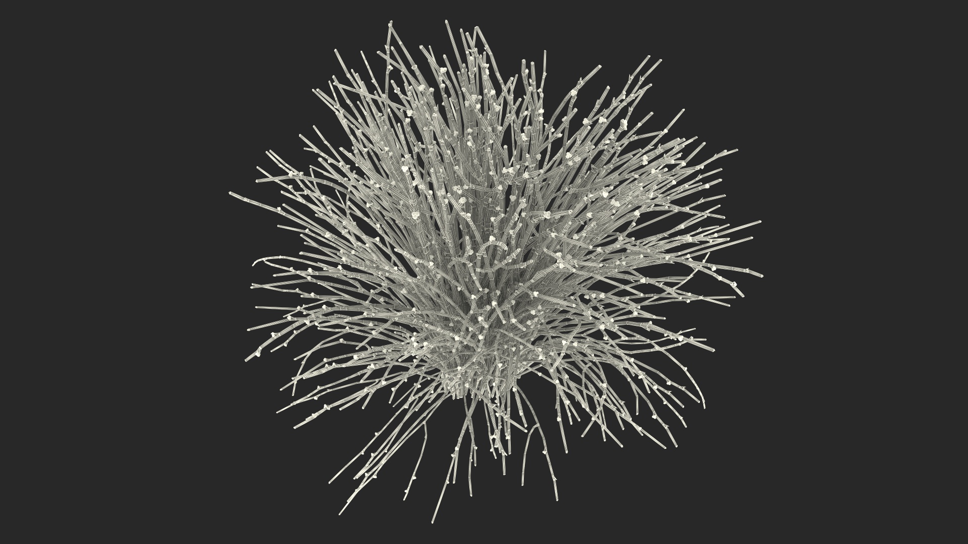 3D model Whisk Fern