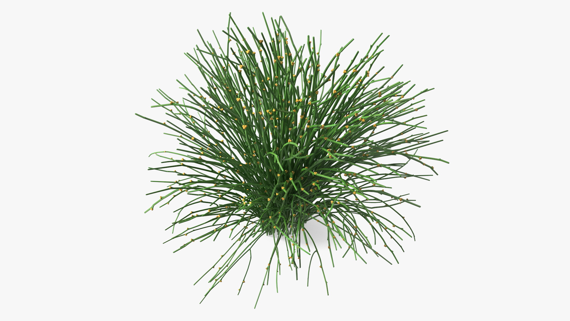 3D model Whisk Fern