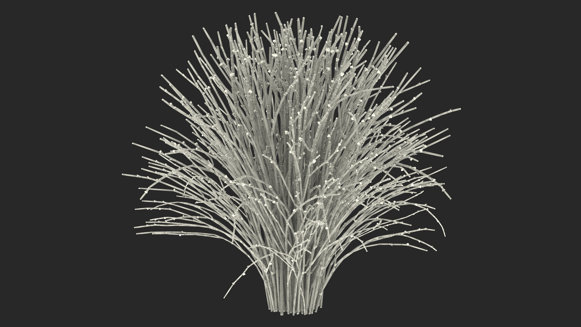 3D model Whisk Fern