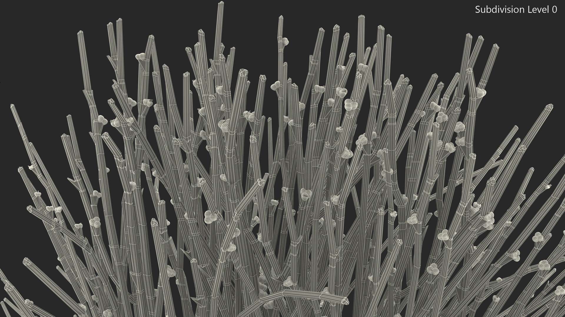 3D model Whisk Fern