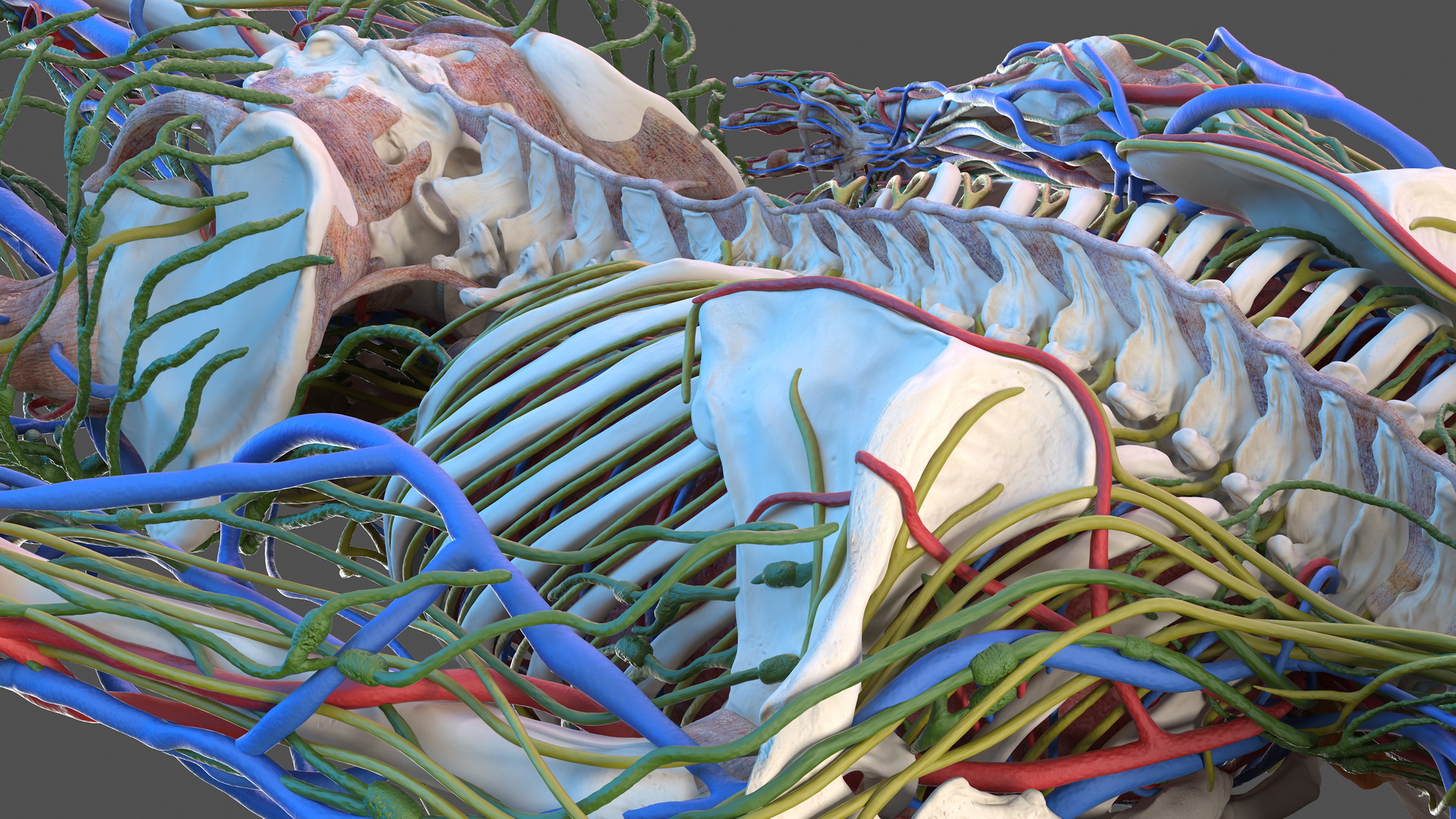 3D Male Skeleton Internal Organs Anatomy and Skin