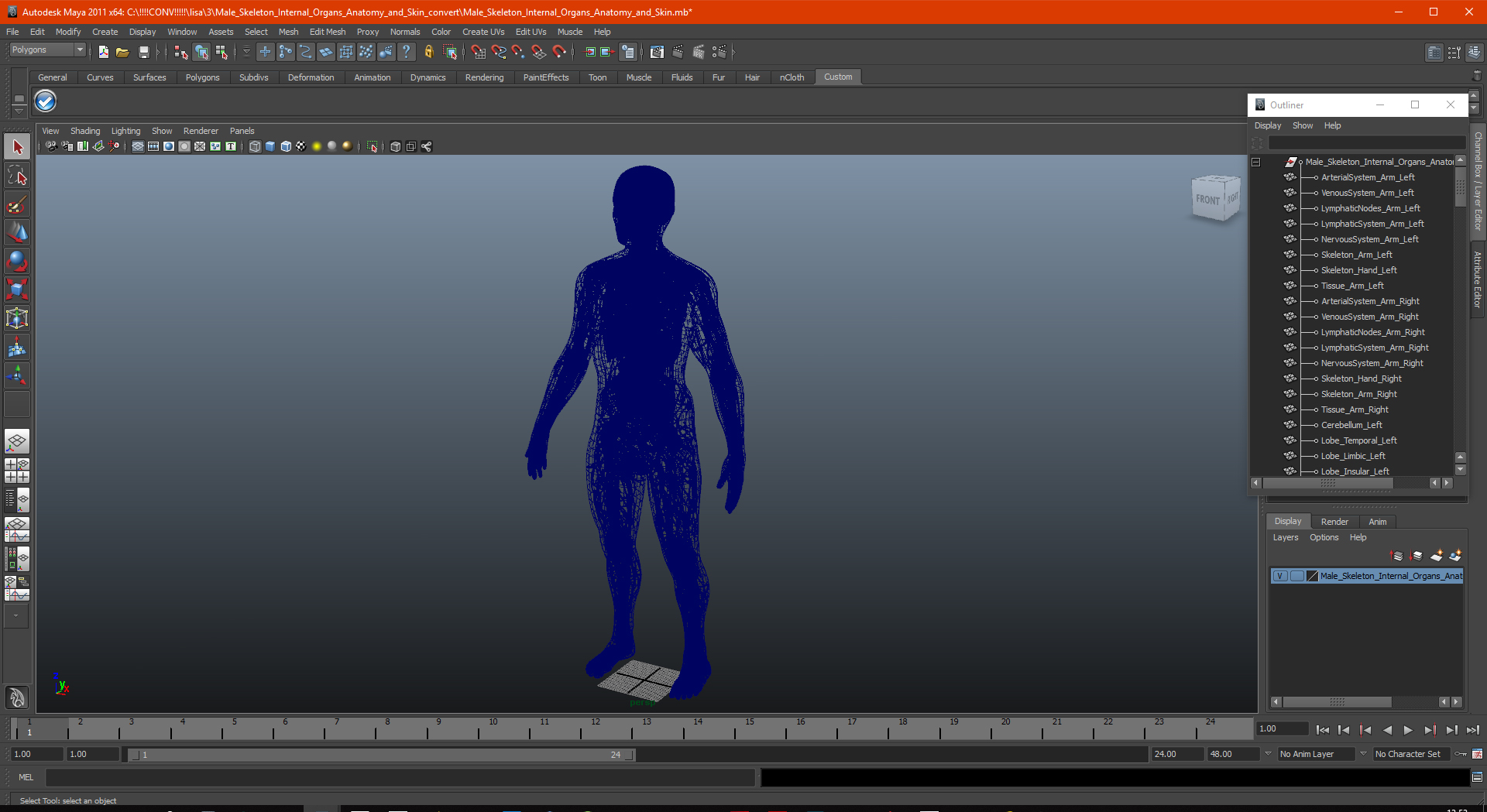 3D Male Skeleton Internal Organs Anatomy and Skin