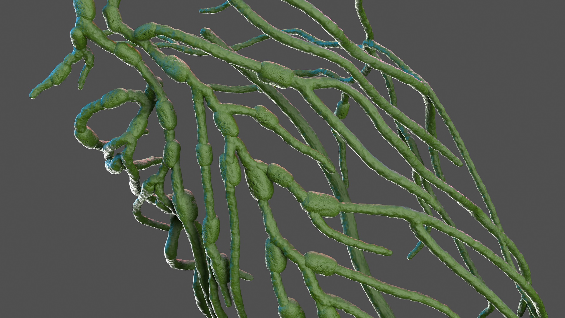 3D Male Skeleton Internal Organs Anatomy and Skin