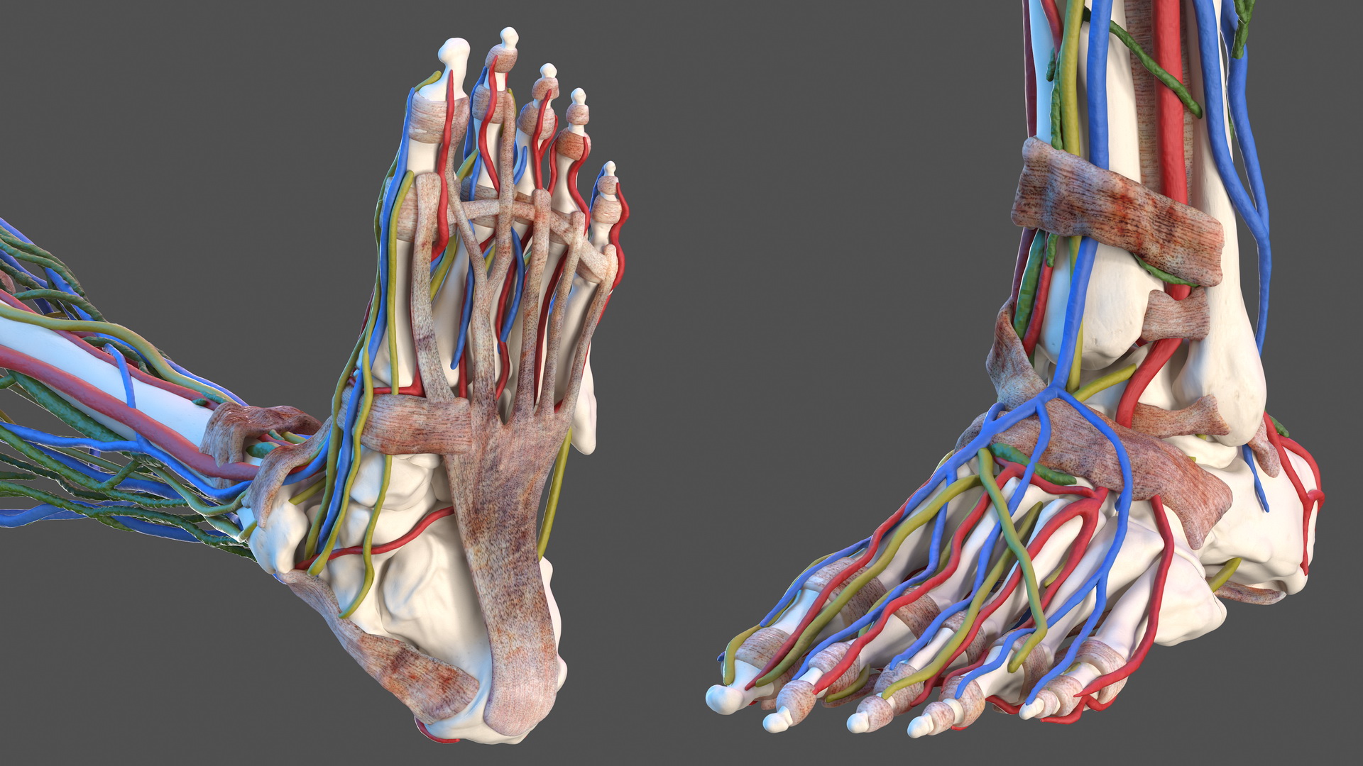3D Male Skeleton Internal Organs Anatomy and Skin