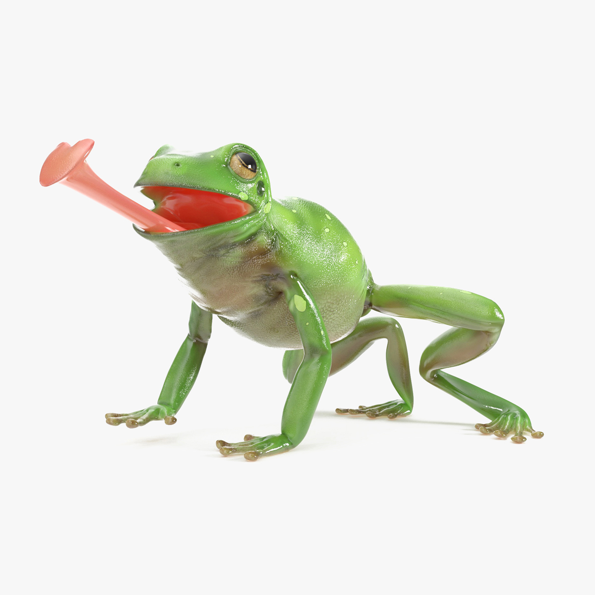 Realistic Australian Green Frog Rigged for Cinema 4D 3D