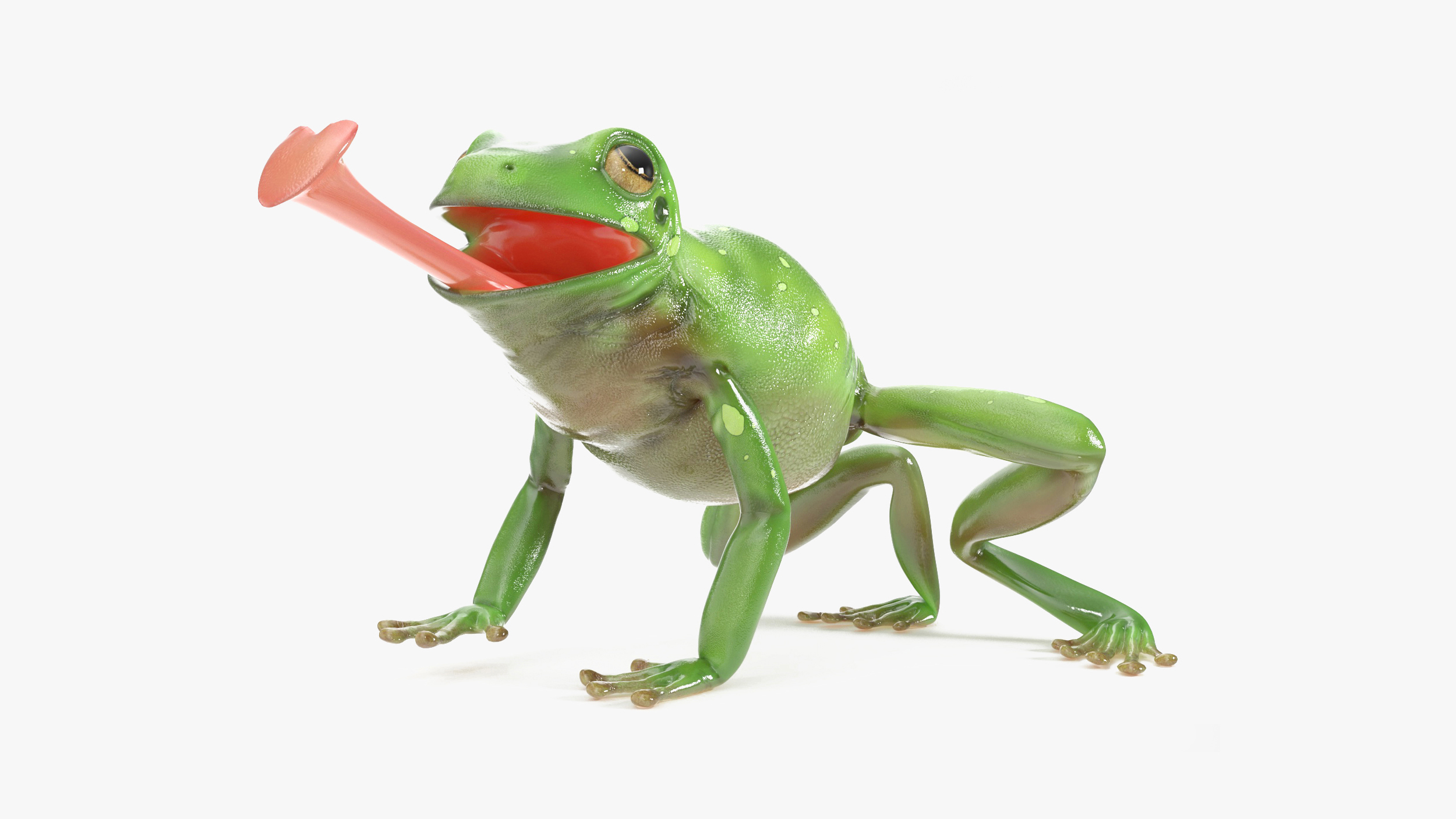 Realistic Australian Green Frog Rigged for Cinema 4D 3D