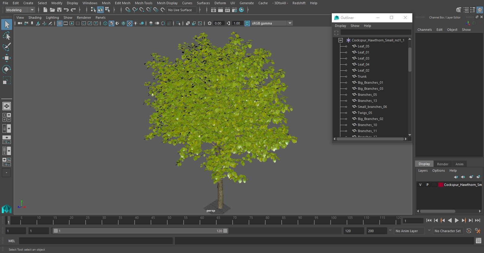 3D Cockspur Hawthorn Small model
