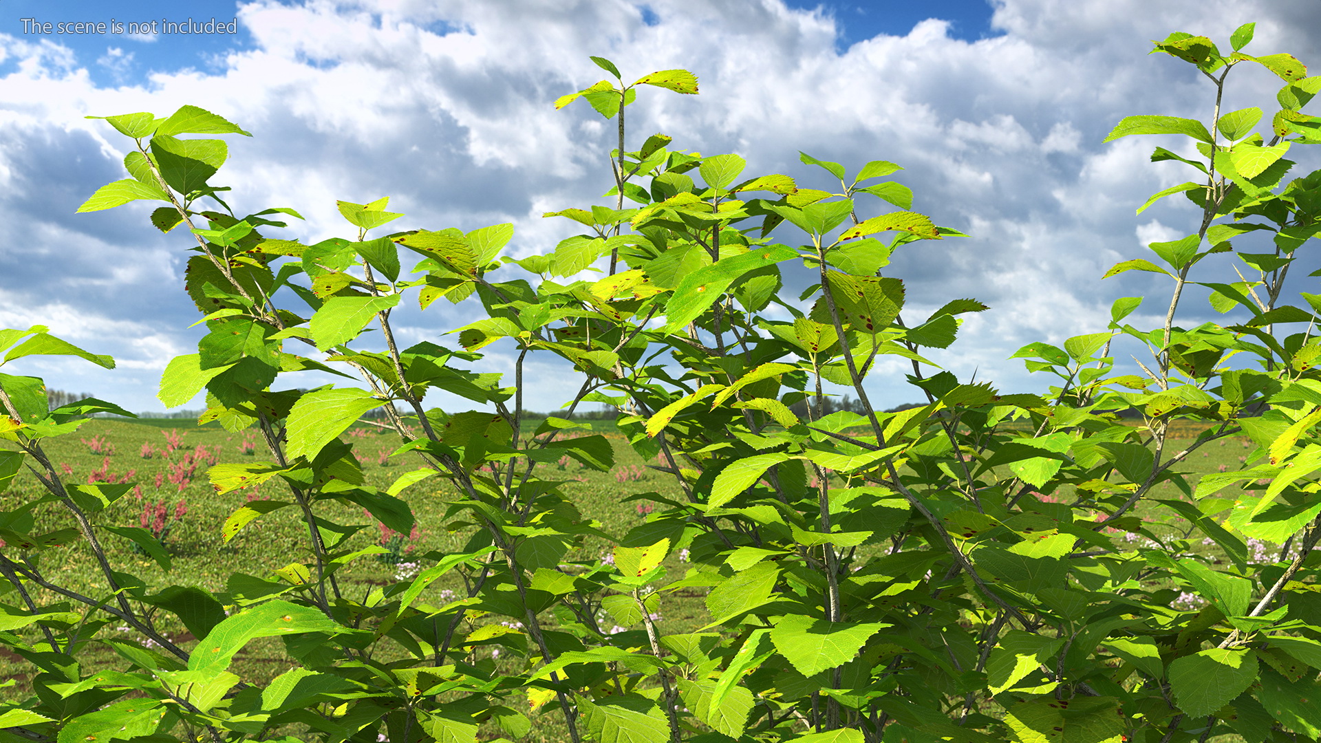 3D Cockspur Hawthorn Small model