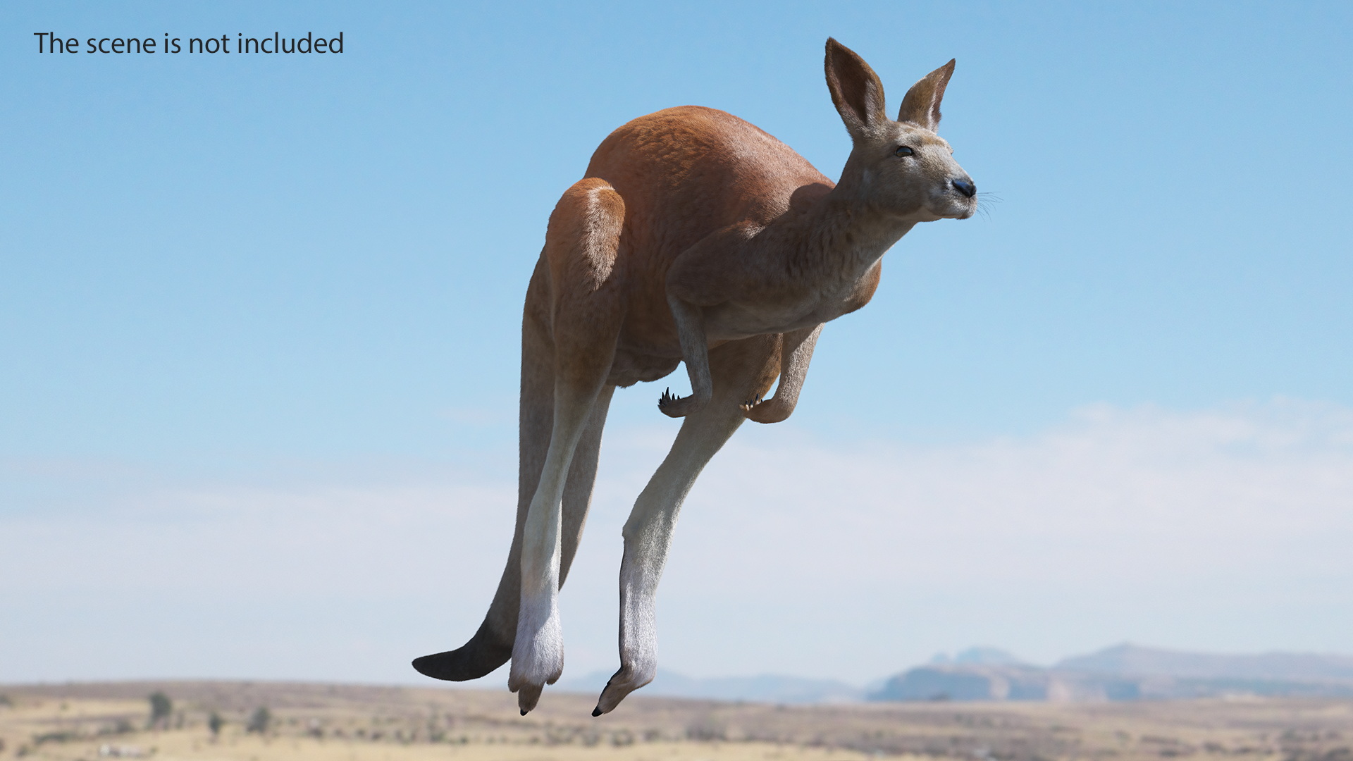 Kangaroo Fur Rigged 3D model