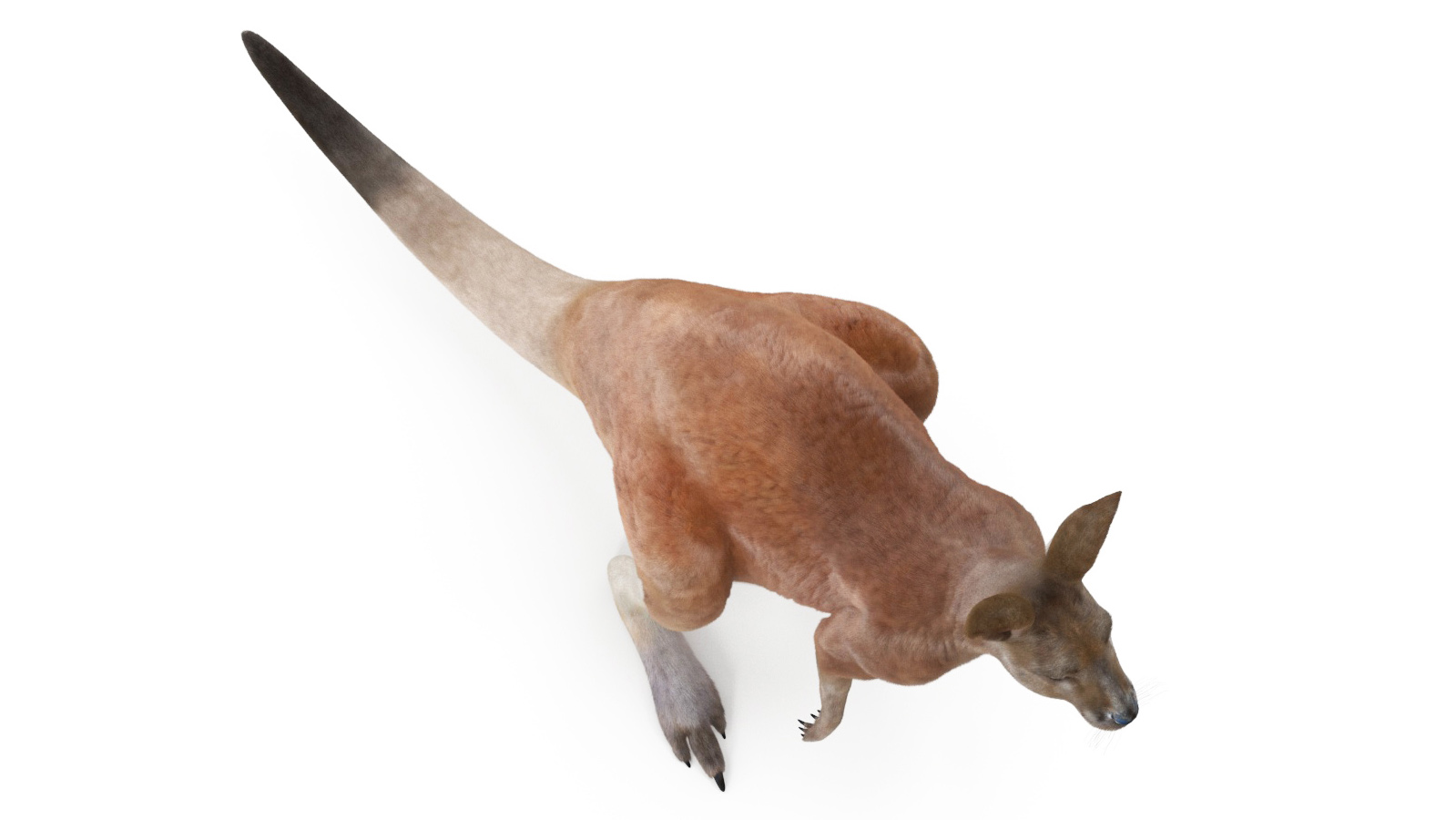 Kangaroo Fur Rigged 3D model