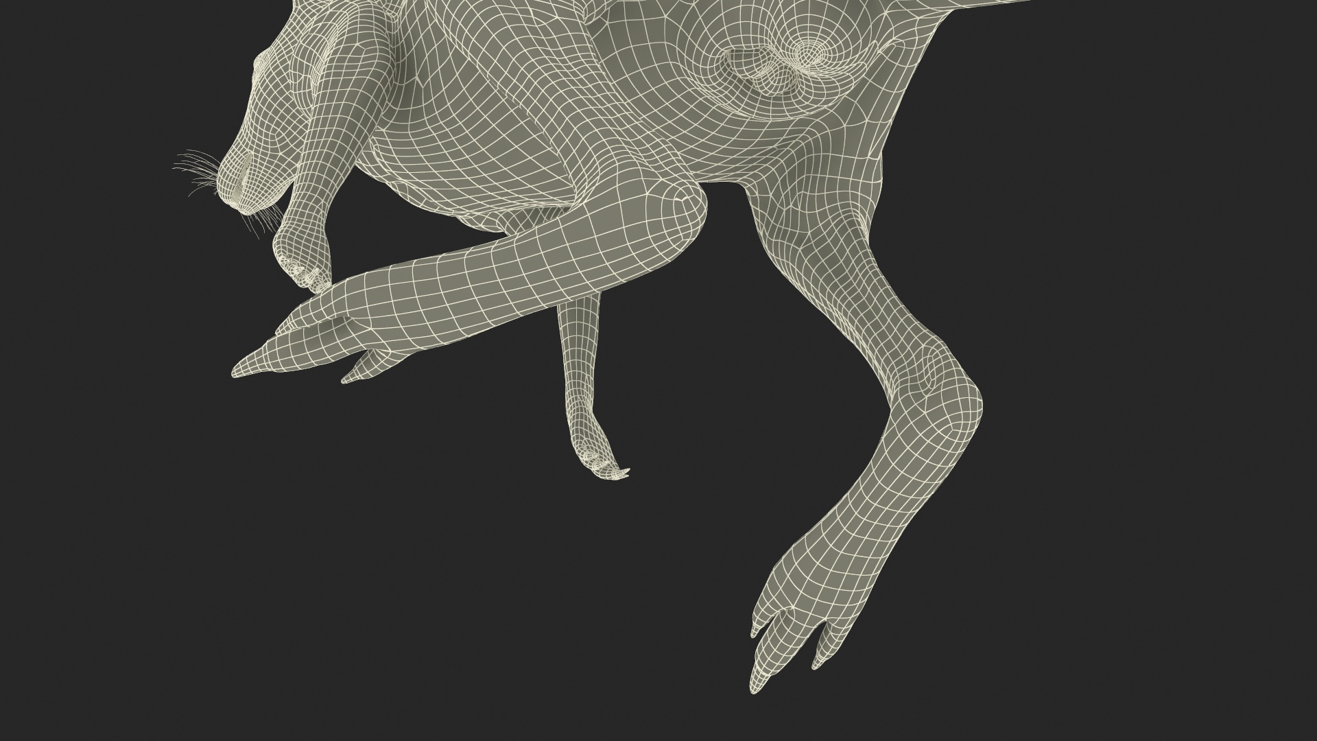 Kangaroo Fur Rigged 3D model