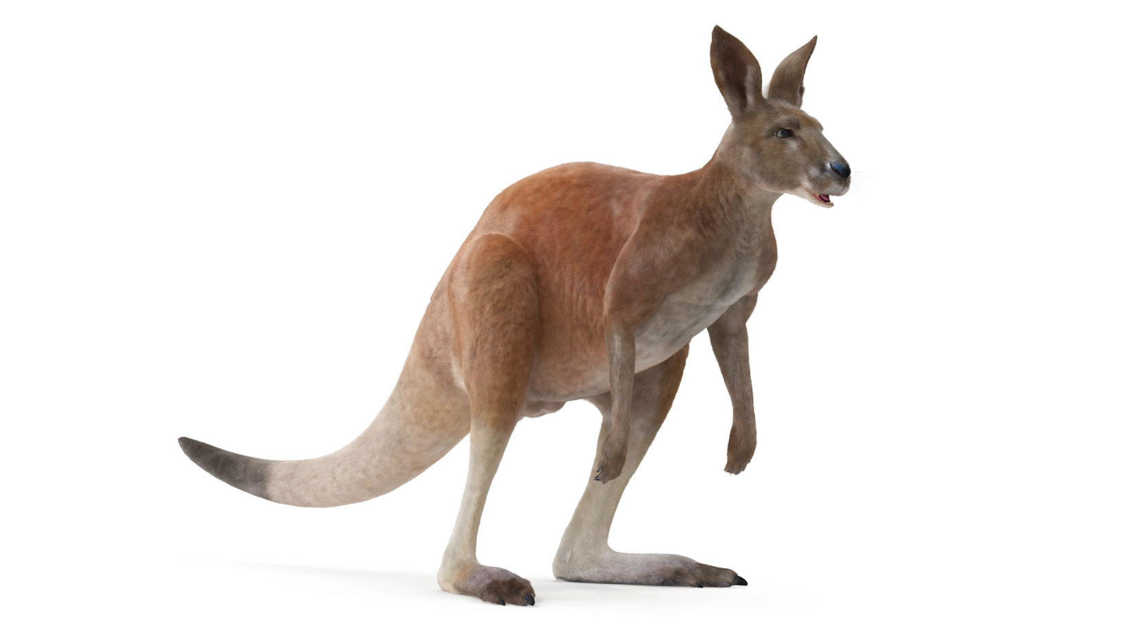Kangaroo Fur Rigged 3D model
