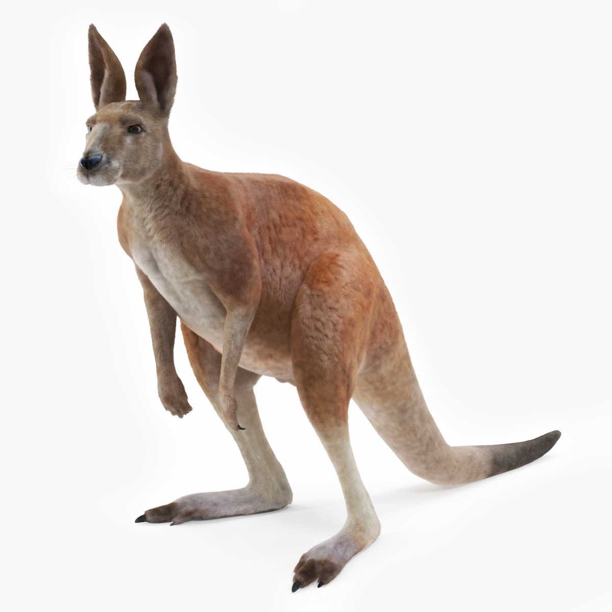 Kangaroo Fur Rigged 3D model