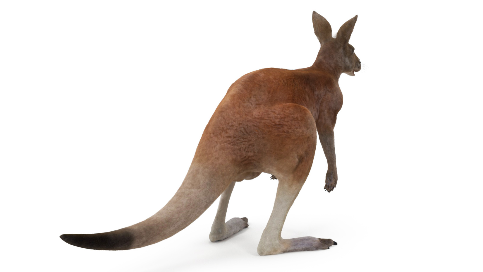 Kangaroo Fur Rigged 3D model