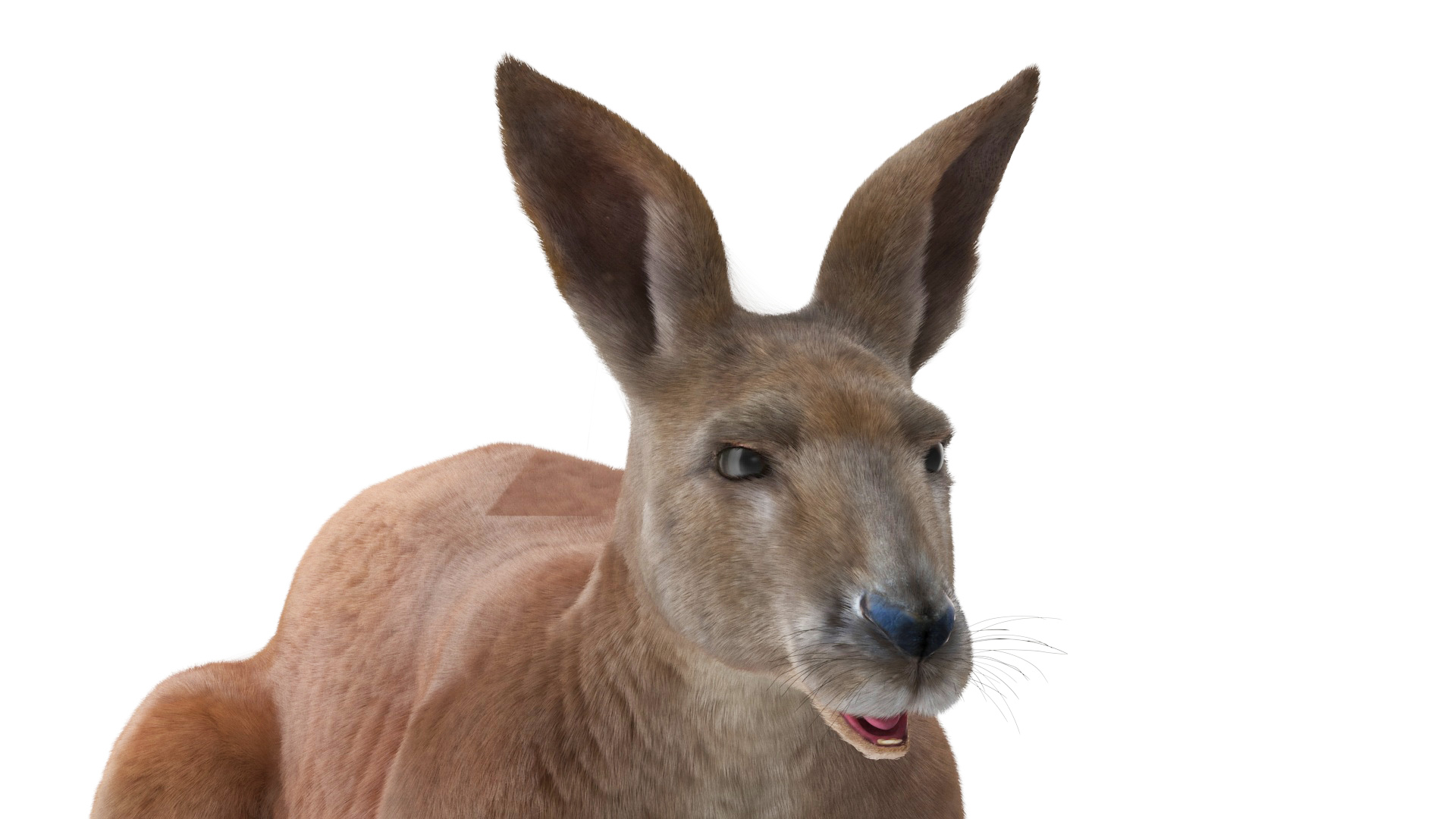 Kangaroo Fur Rigged 3D model