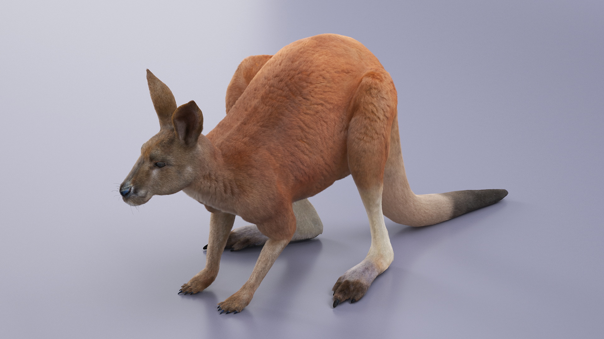 Kangaroo Fur Rigged 3D model