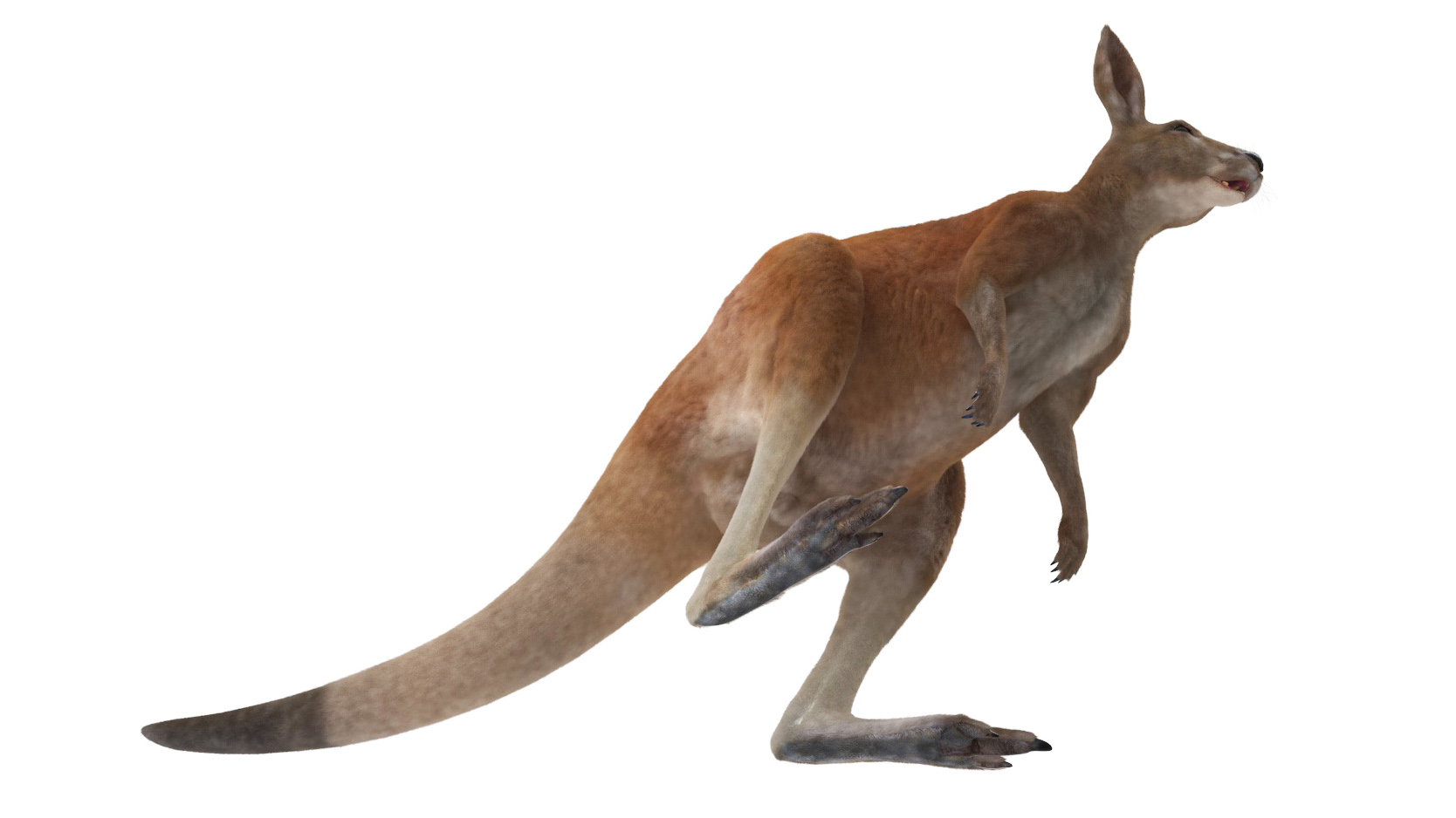 Kangaroo Fur Rigged 3D model