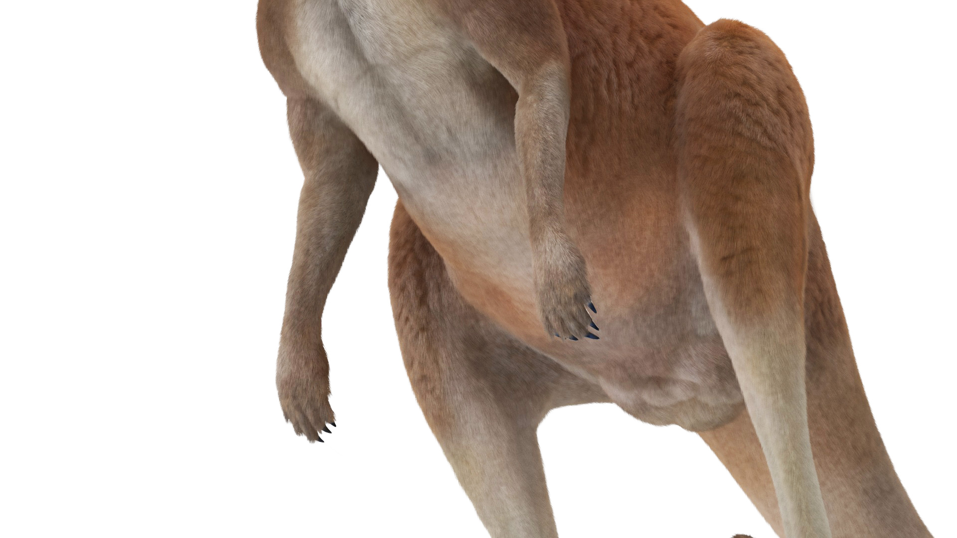 Kangaroo Fur Rigged 3D model
