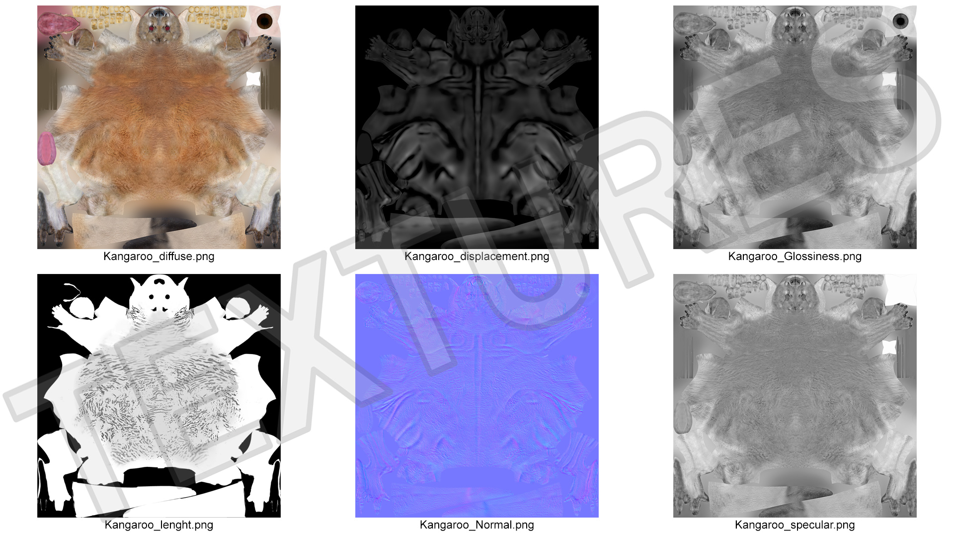 Kangaroo Fur Rigged 3D model