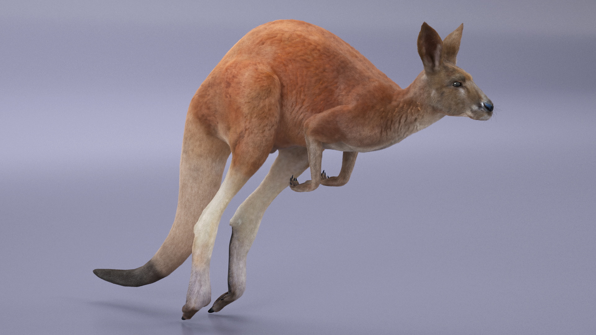 Kangaroo Fur Rigged 3D model