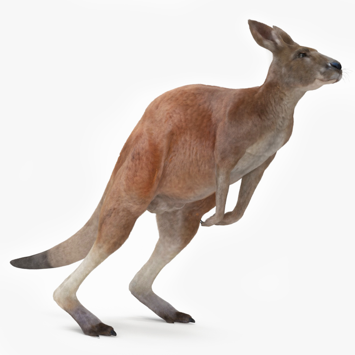 Kangaroo Fur Rigged 3D model