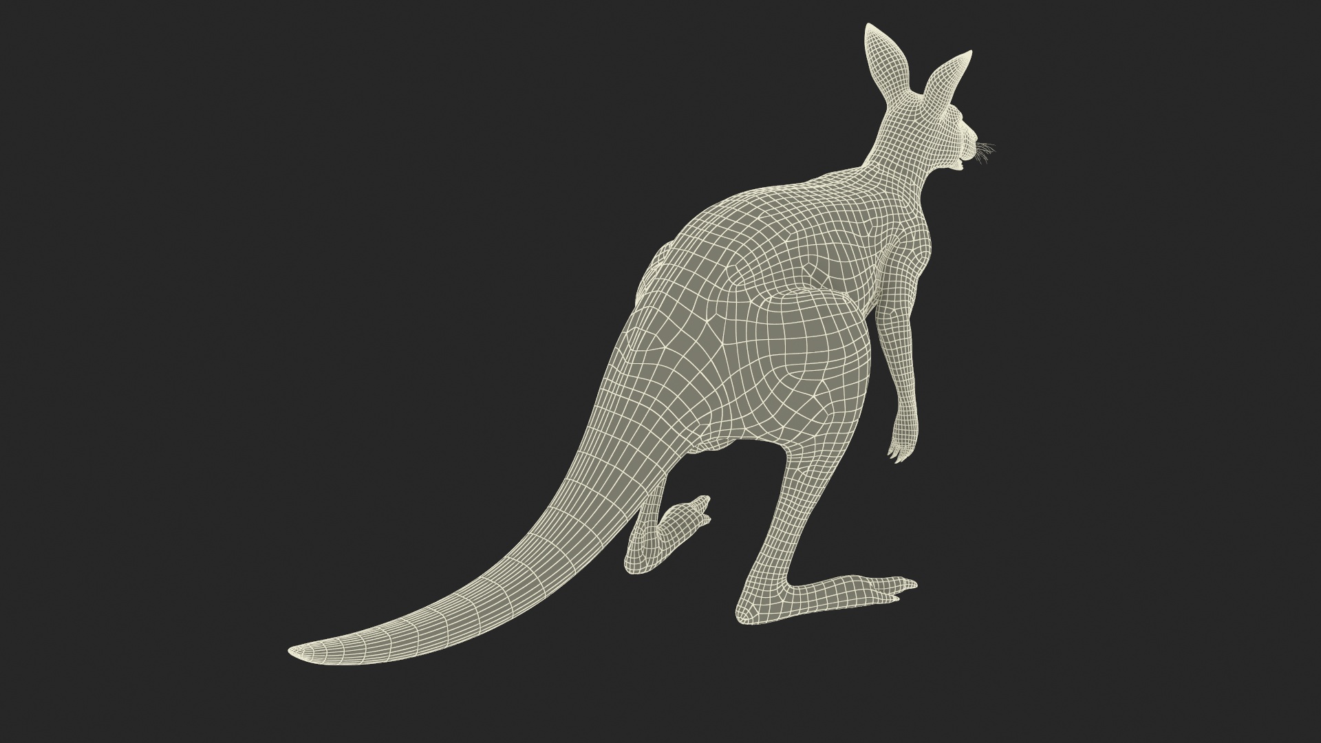 Kangaroo Fur Rigged 3D model