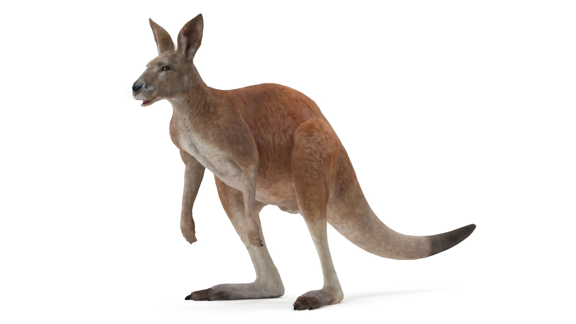 Kangaroo Fur Rigged 3D model