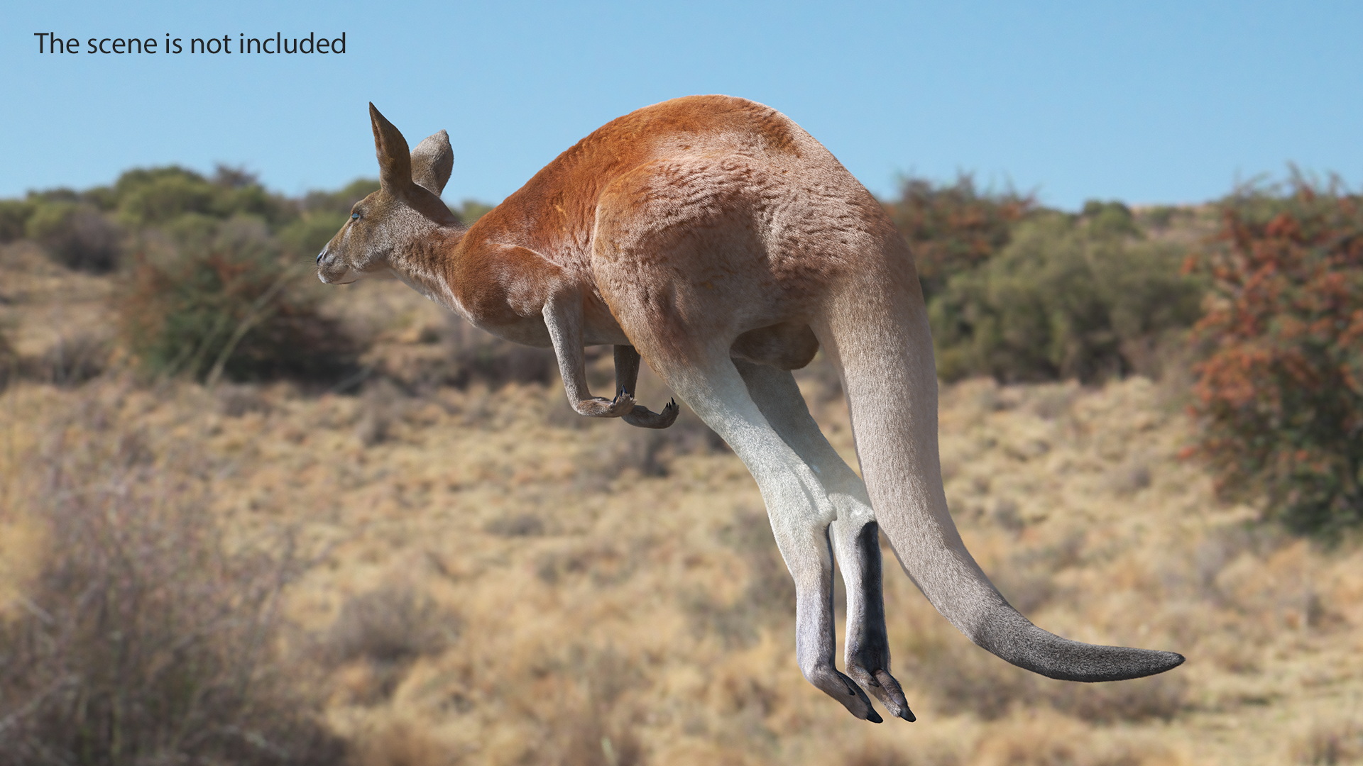 Kangaroo Fur Rigged 3D model