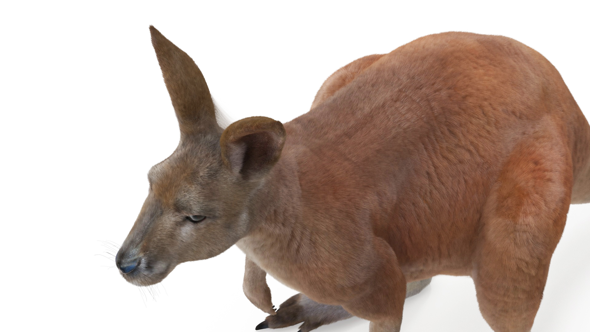 Kangaroo Fur Rigged 3D model